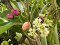 آلوی جاوه ای ، jambolan ، jamun ، black plum ، Damson plum